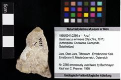 Foto (Objket + Etiketten) von Gastrosacus eminens (Blaschke, 1911) 